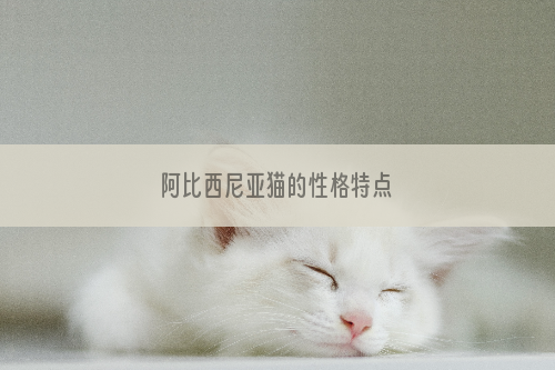 阿比西尼亚猫的性格特点