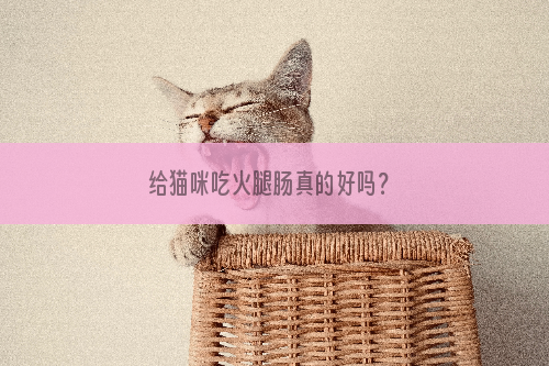 给猫咪吃火腿肠真的好吗？