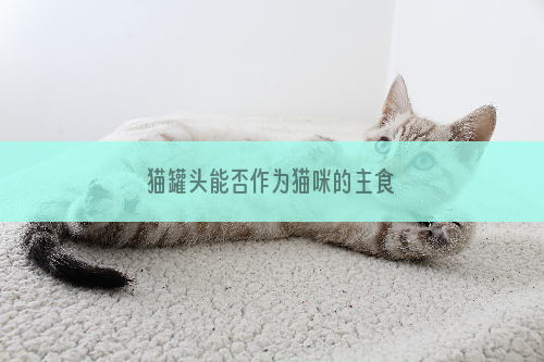 猫罐头能否作为猫咪的主食