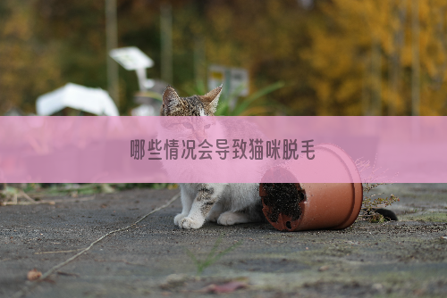 哪些情况会导致猫咪脱毛