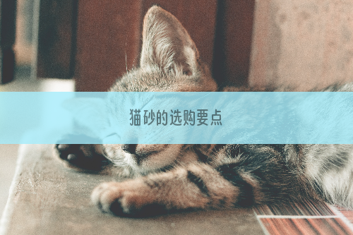 猫砂的选购要点