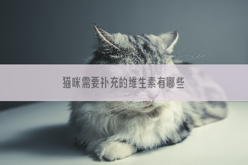 猫咪需要补充的维生素有哪些