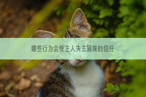 哪些行为会使主人失去猫咪的信任