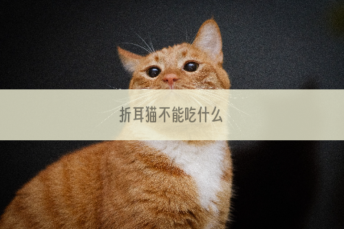 折耳猫不能吃什么