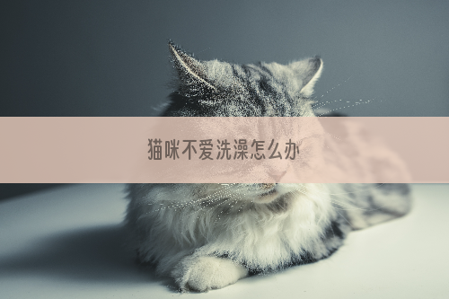 猫咪不爱洗澡怎么办