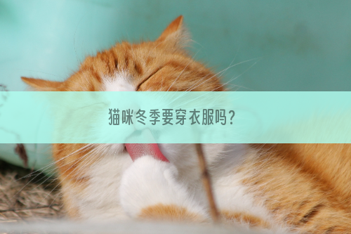 猫咪冬季要穿衣服吗？