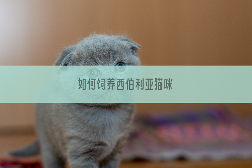 如何饲养西伯利亚猫咪