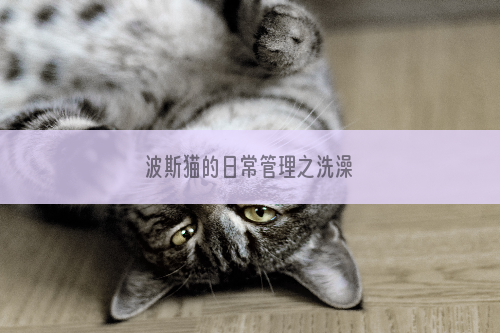 波斯猫的日常管理之洗澡