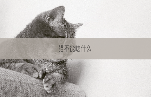 猫不能吃什么
