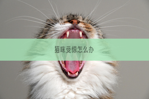 猫咪受惊怎么办