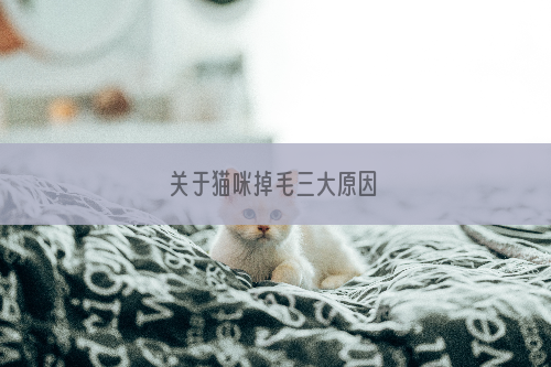 关于猫咪掉毛三大原因