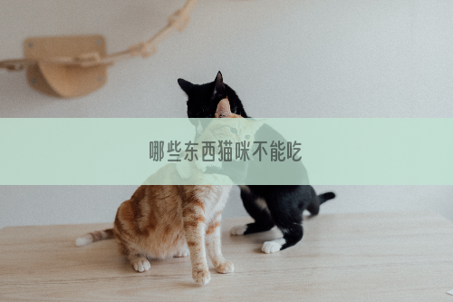 哪些东西猫咪不能吃