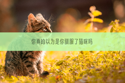 你真的以为是你驯服了猫咪吗
