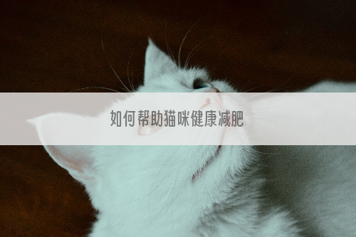 如何帮助猫咪健康减肥