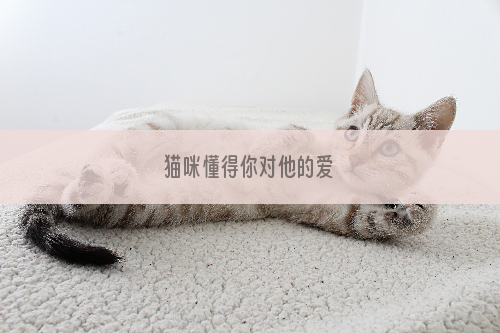 猫咪懂得你对他的爱