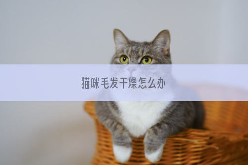 猫咪毛发干燥怎么办