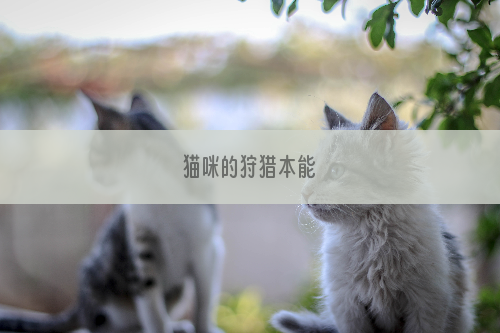 猫咪的狩猎本能