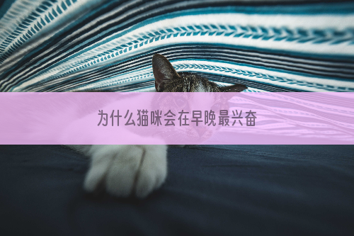 为什么猫咪会在早晚最兴奋