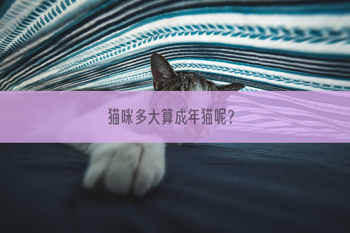 猫咪多大算成年猫呢？