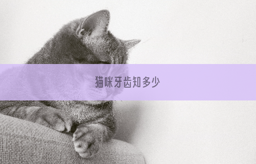 猫咪牙齿知多少