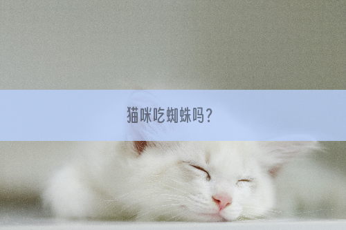 猫咪吃蜘蛛吗？