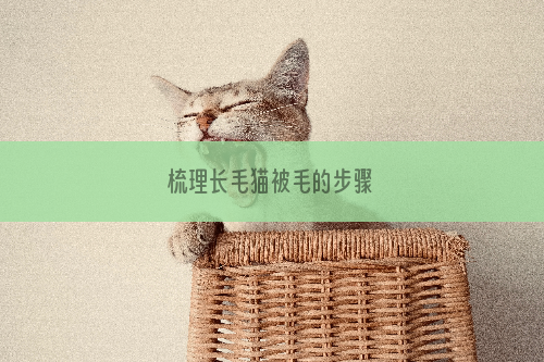 梳理长毛猫被毛的步骤