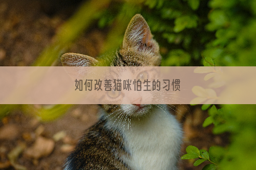 如何改善猫咪怕生的习惯