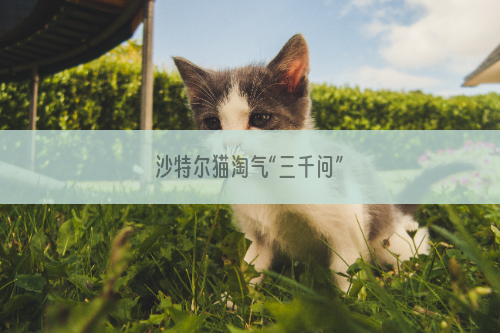 沙特尔猫淘气“三千问”