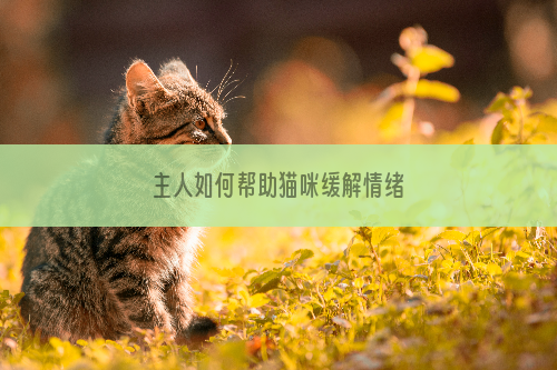 主人如何帮助猫咪缓解情绪