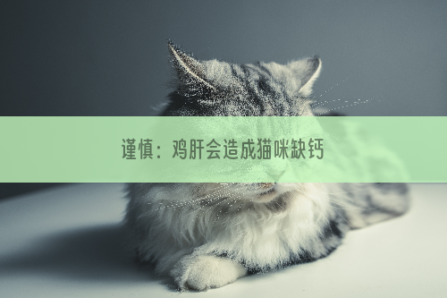 谨慎：鸡肝会造成猫咪缺钙