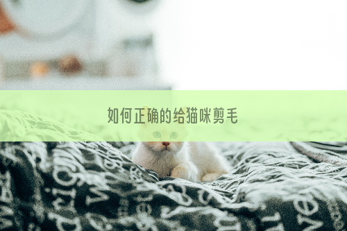 如何正确的给猫咪剪毛