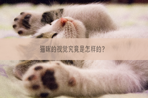 猫咪的视觉究竟是怎样的？