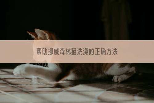 帮助挪威森林猫洗澡的正确方法