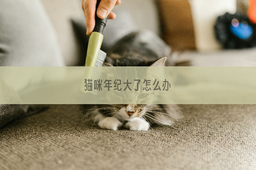 猫咪年纪大了怎么办
