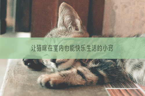 让猫咪在室内也能快乐生活的小窍门