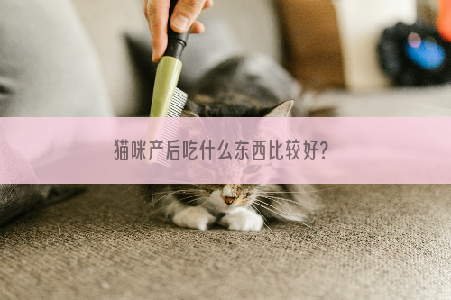 猫咪产后吃什么东西比较好？
