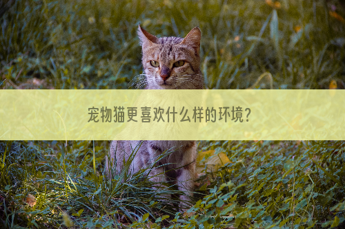 宠物猫更喜欢什么样的环境？