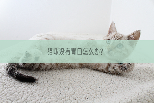 猫咪没有胃口怎么办？