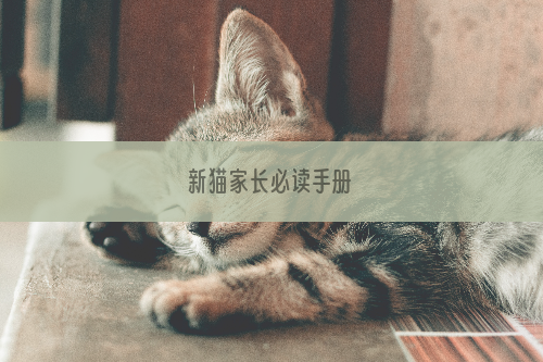 新猫家长必读手册