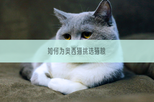 如何为奥西猫挑选猫粮