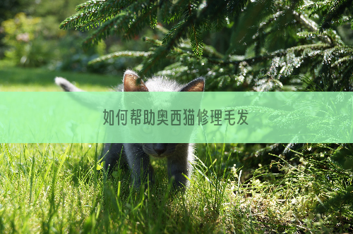 如何帮助奥西猫修理毛发
