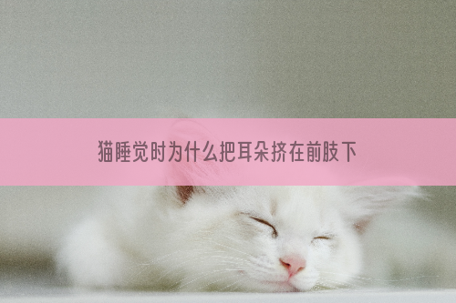 猫睡觉时为什么把耳朵挤在前肢下