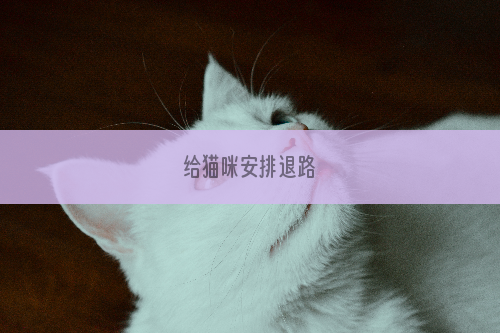 给猫咪安排退路