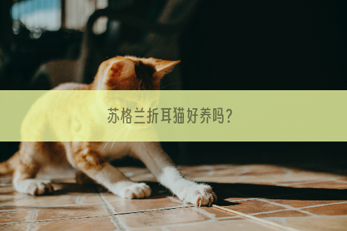 苏格兰折耳猫好养吗？