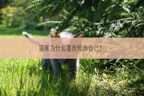 猫咪为什么喜欢修饰自己？