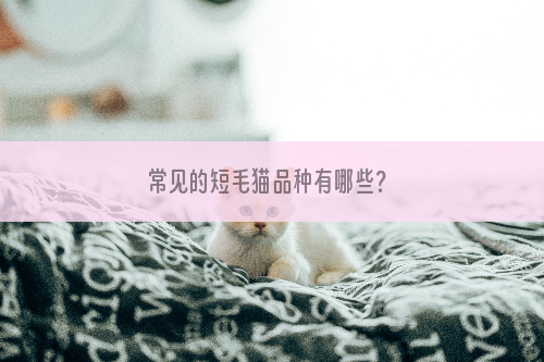 常见的短毛猫品种有哪些？