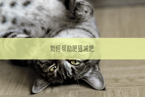 如何帮助肥猫减肥