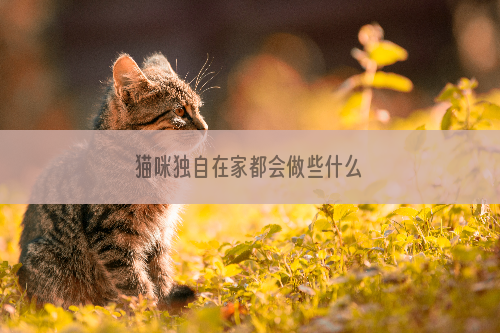 猫咪独自在家都会做些什么