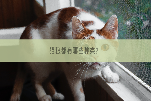 猫粮都有哪些种类？