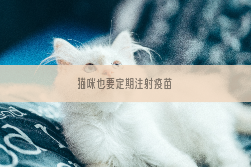 猫咪也要定期注射疫苗